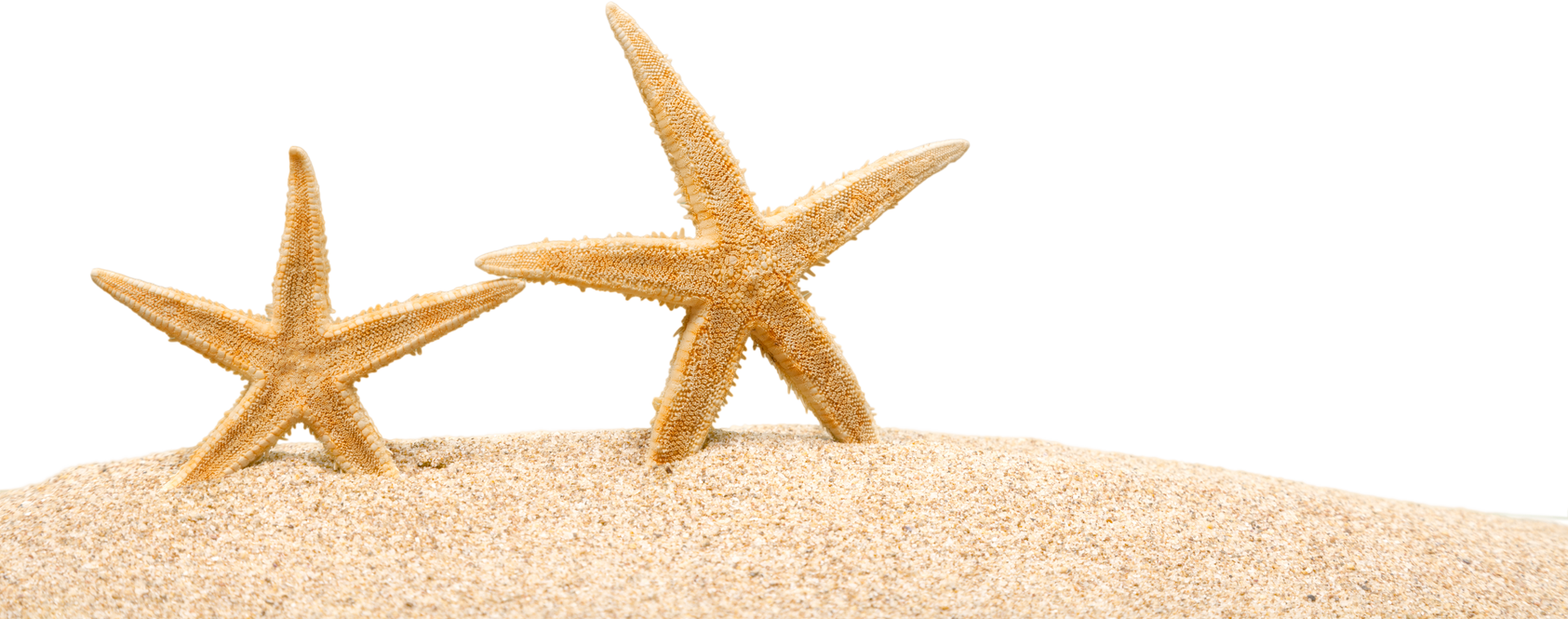 Starfish on Beach Sand 
